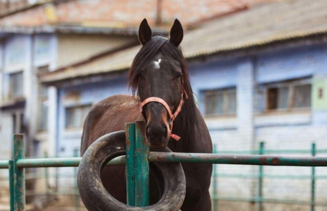 В Києві врятували від голоду 300 коней з іподрому