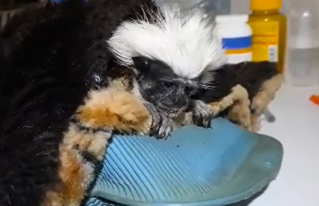 Голодают и погибают от холода: под Киевом в зоопарке страдают животные