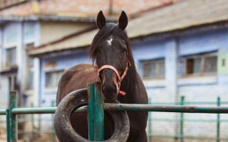 В Києві врятували від голоду 300 коней з іподрому