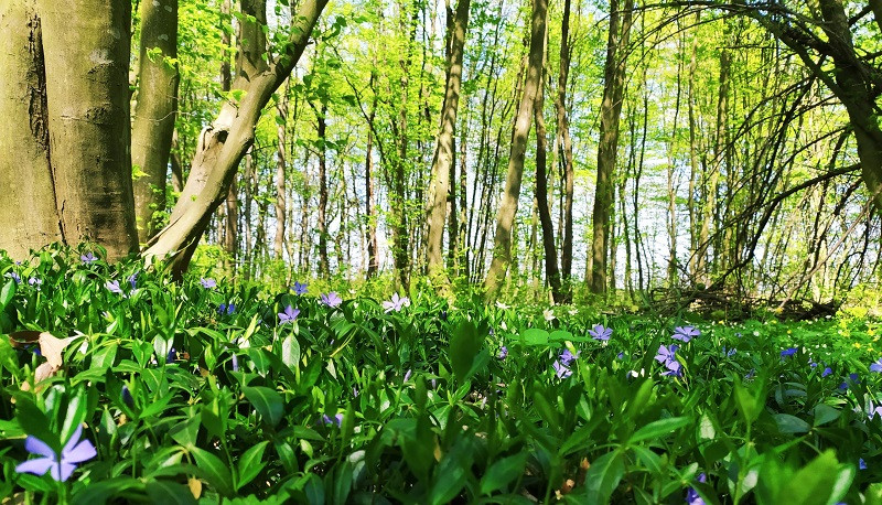 На Киїщині місцевим заборонили ходити до лісу
