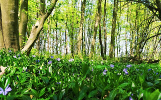На Киїщині місцевим заборонили ходити до лісу