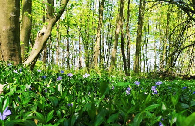 На Киїщині місцевим заборонили ходити до лісу