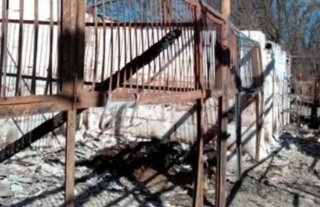 Лошади сгорели заживо: в Гостомеле оккупанты сожгли конюшню