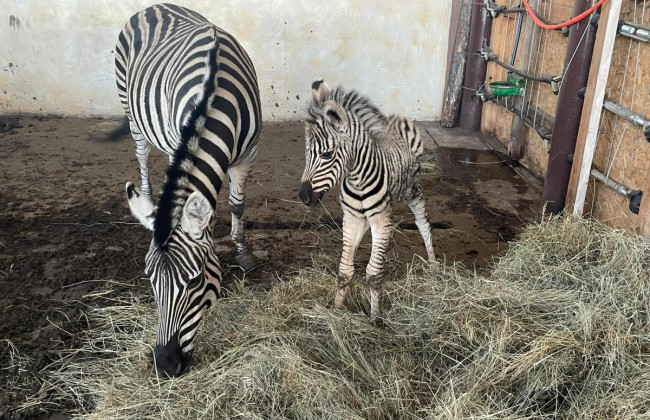 Под Киевом в экопарке родился детеныш зебры