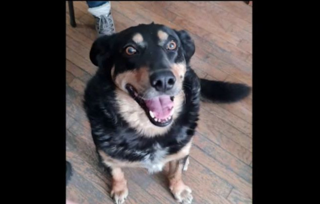 Помогает оборонять Киев: полицейские показали работу своего талисмана — пса Приуса, видео