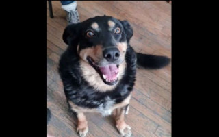 Помогает оборонять Киев: полицейские показали работу своего талисмана — пса Приуса, видео