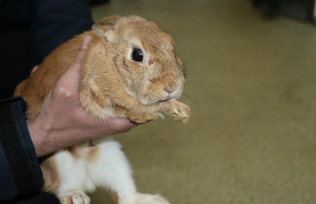 В Харькове работники ГСЧС спасли кролика Лаки, которого оставили в одном из горящих домов: фото