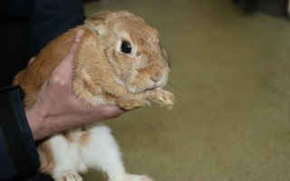 В Харькове работники ГСЧС спасли кролика Лаки, которого оставили в одном из горящих домов: фото