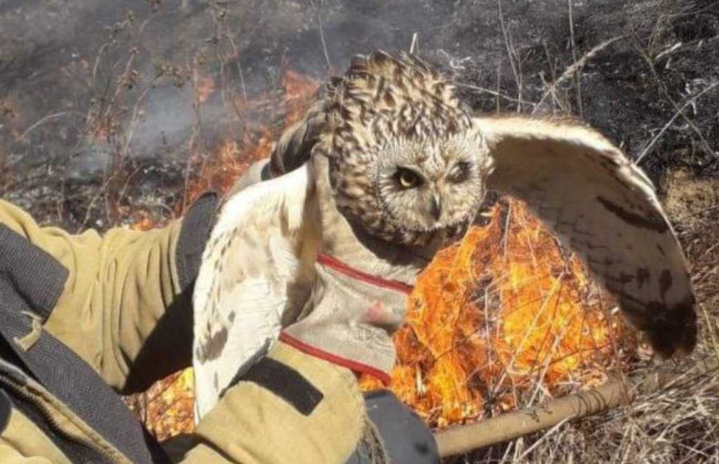 Показали красавицу-сову, которую удалось спасти во время тушения пожара: фото