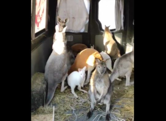 Из харьковского экопарка эвакуировали кенгуру