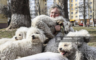 Жительница Ирпеня эвакуировалась из города вместе с 24 собаками, фото