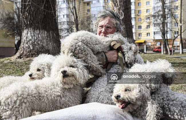 Жительница Ирпеня эвакуировалась из города вместе с 24 собаками, фото