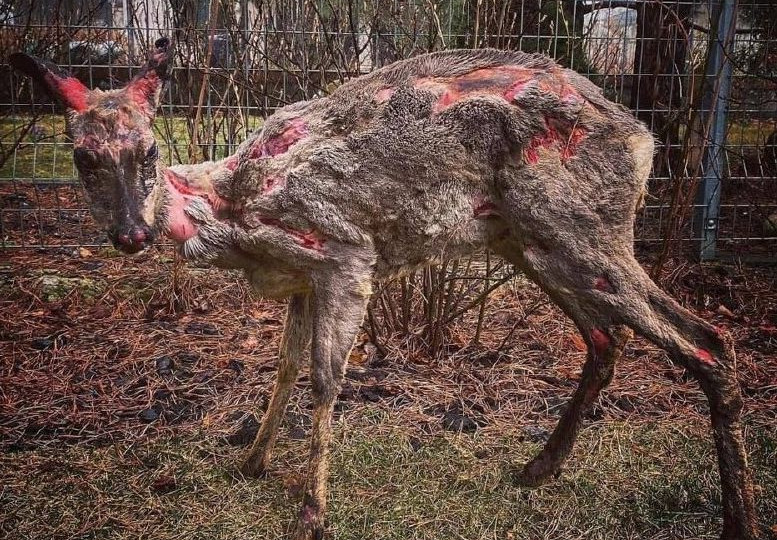 На Київщині врятували оленя з глибокими опіками