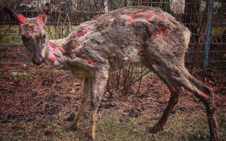 На Київщині врятували оленя з глибокими опіками