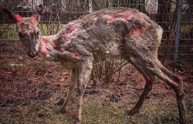 На Київщині врятували оленя з глибокими опіками