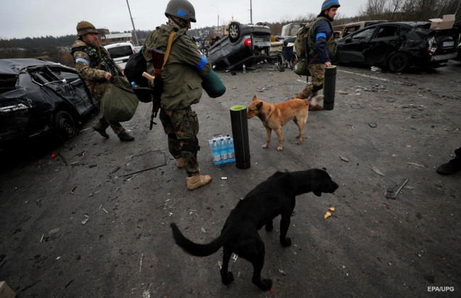 В притулку на Київщині знайшли мертвими понад 300 собак