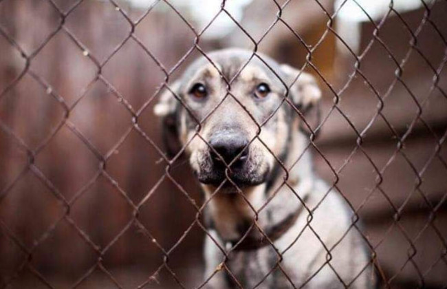 Под Киевом оккупанты убивали собак ради забавы: видео