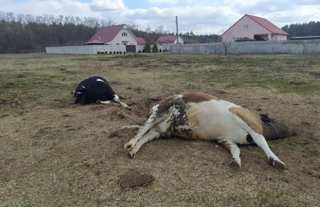 Снаряди у кожному погребі та вбиті тварини: фото наслідків окупації Чернігівщини