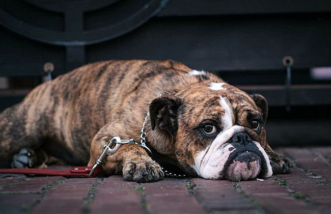 В Україні зʼявився додаток для пошуку загублених тварин