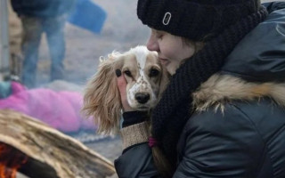 У Бородянці волонтери рятують собак, які дивом вижили після 30 днів голоду у притулку: відео