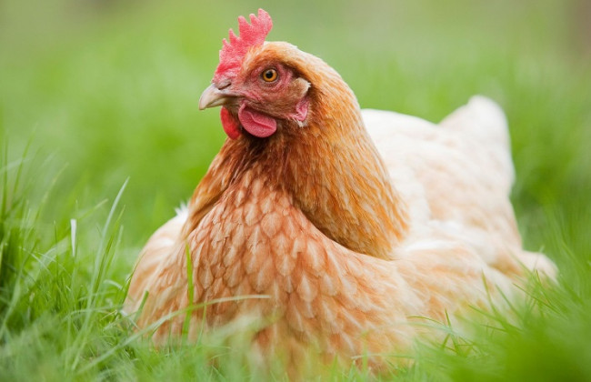 Под Киевом оккупанты жестоко поиздевались над курами