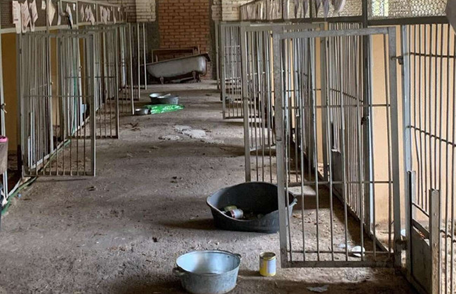 В приюте Бородянки погибли сотни собак