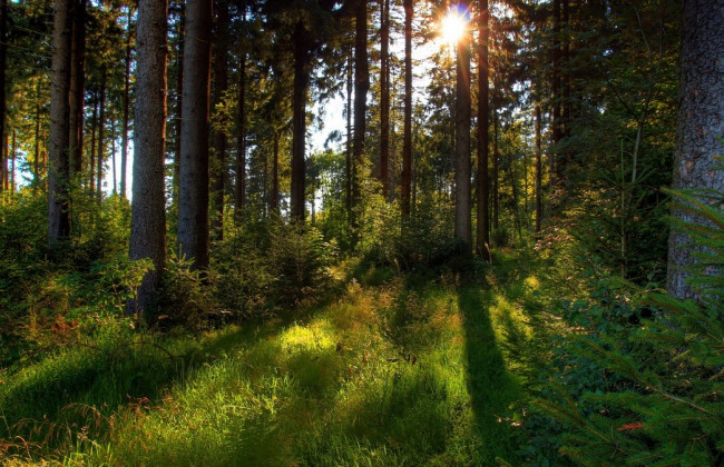 В Запорожской области запретили посещать леса