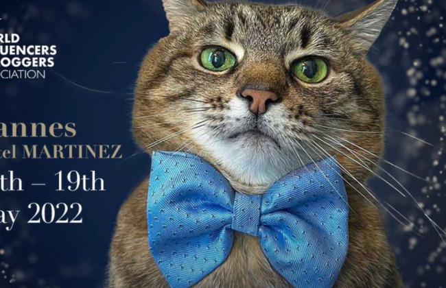 Кот Степан из Харькова номинирован на международную премию для блогеров