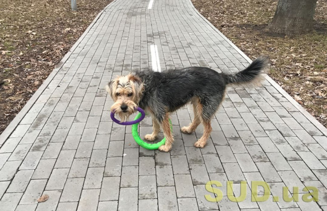 Вигул собак під час комендантської години: роз’яснення поліції