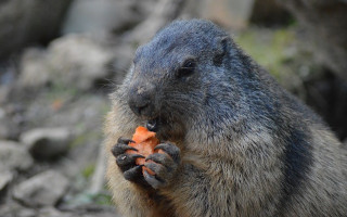 В Харькове оккупанты украли из экопарка овощи, предназначенные для кормления животных