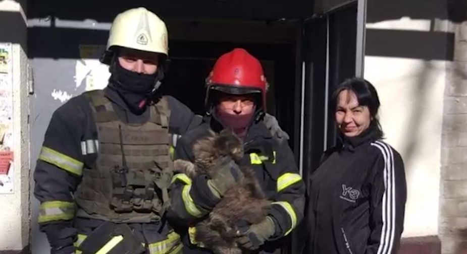Две недели просидел в разрушенном доме: в Харькове спасли кота, видео