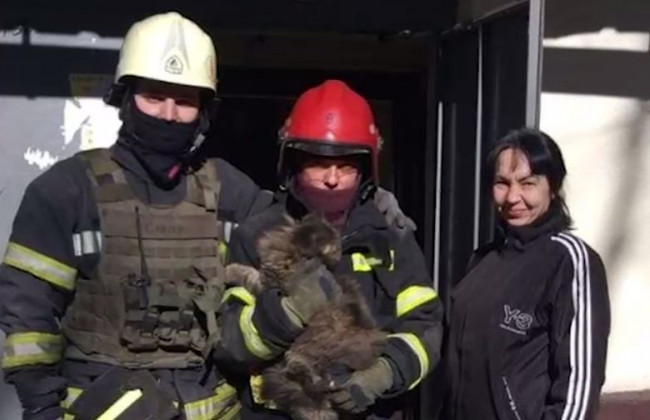 Две недели просидел в разрушенном доме: в Харькове спасли кота, видео