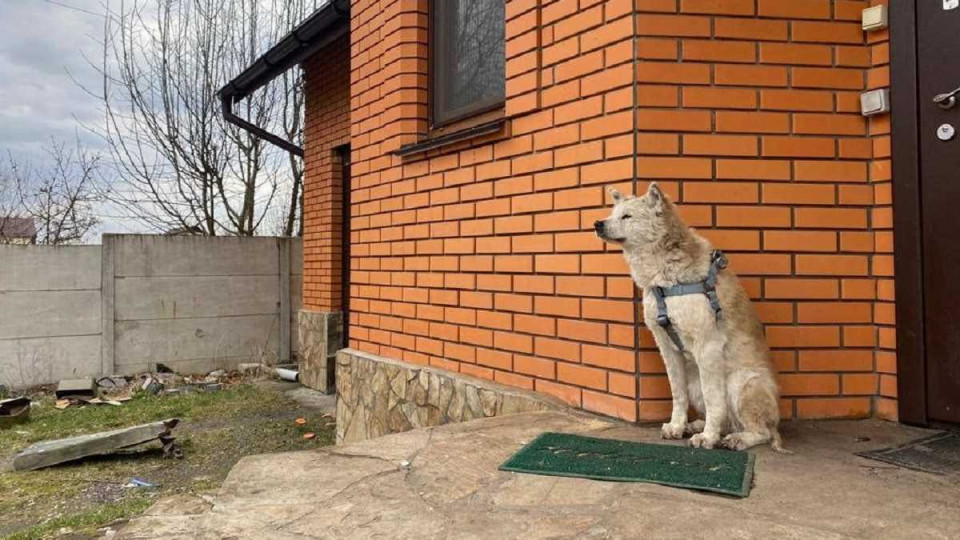 В Макарове пес больше месяца ждет на пороге дома свою хозяйку, которую убили оккупанты: фото