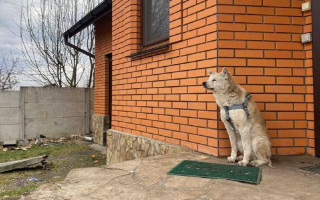 В Макарове пес больше месяца ждет на пороге дома свою хозяйку, которую убили оккупанты: фото