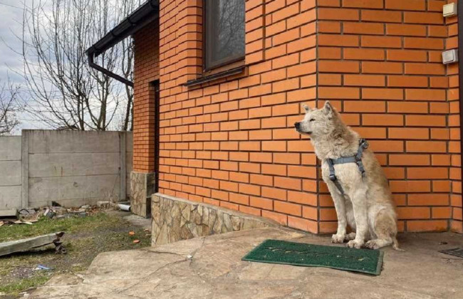 В Макарове пес больше месяца ждет на пороге дома свою хозяйку, которую убили оккупанты: фото