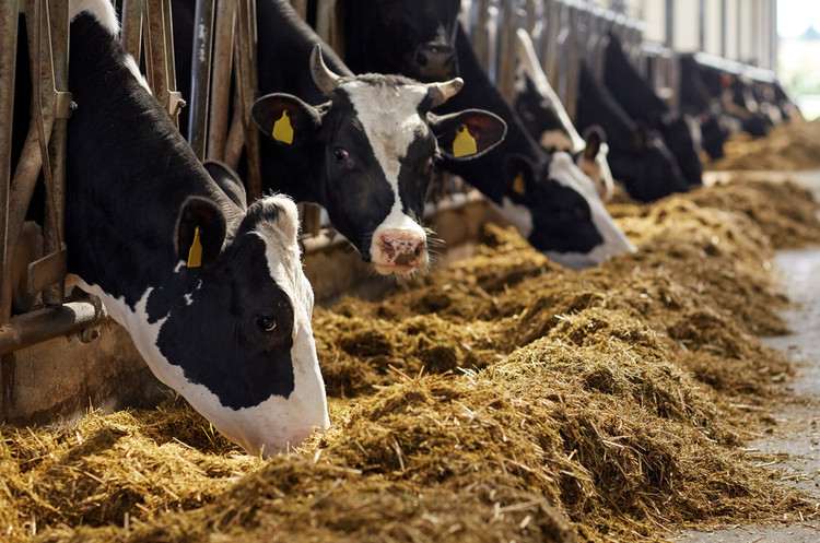 Кабмін скасував заборону на експорт великої рогатої худоби, м’яса та субпродуктів з неї