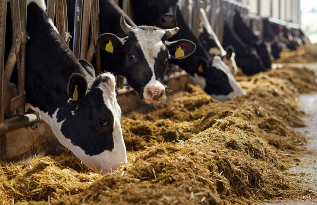 Кабмін скасував заборону на експорт великої рогатої худоби, м’яса та субпродуктів з неї