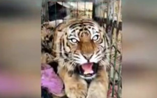 В Киев привезли тигрицу из харьковского экопарка, который разбомбили оккупанты: видео