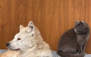 Ждала на пороге хозяйку: для «Макаровского Хатико» нашли новую семью