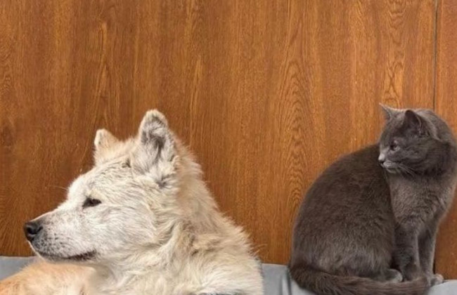 Ждала на пороге хозяйку: для «Макаровского Хатико» нашли новую семью