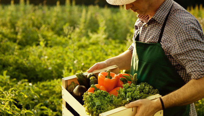 У «Слузі народу» повідомили, що парламент спростив низку вимог для агровиробників: ОНОВЛЕНО