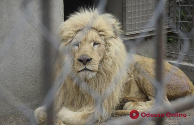 Спасенные из Харькова львы находятся в тяжёлом психологическом состоянии
