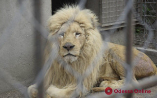 Спасенные из Харькова львы находятся в тяжёлом психологическом состоянии