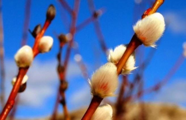 Вербное воскресенье-2022: что категорически нельзя делать