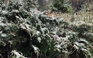 В Киеве посреди весны выпал снег, видео