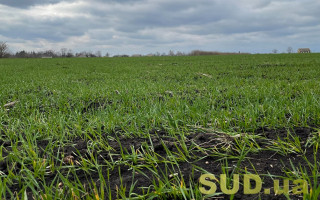 В ООН подсчитали, сколько полей в Украине не будут засеяны из-за войны