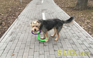 Виїзд з домашнім улюбленцем до Європи: де та які документи вимагають