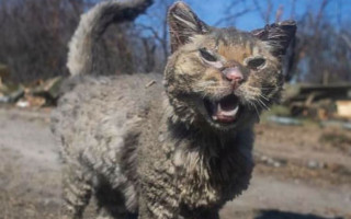 Назвали Фенікс: показали фото обгорілого кота, якого знайшли на Київщині