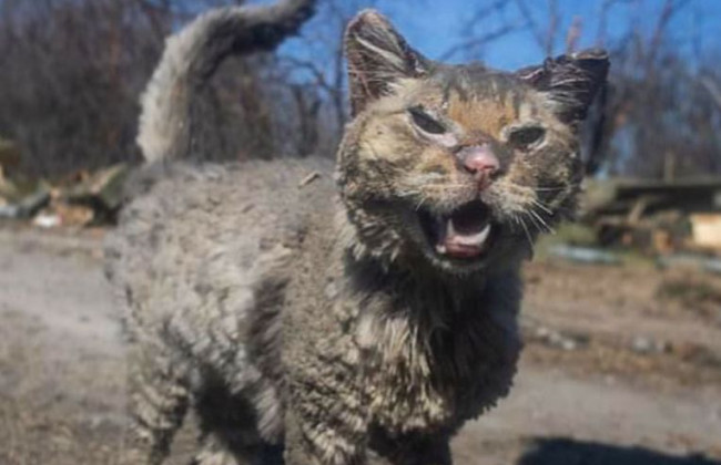 Назвали Фенікс: показали фото обгорілого кота, якого знайшли на Київщині