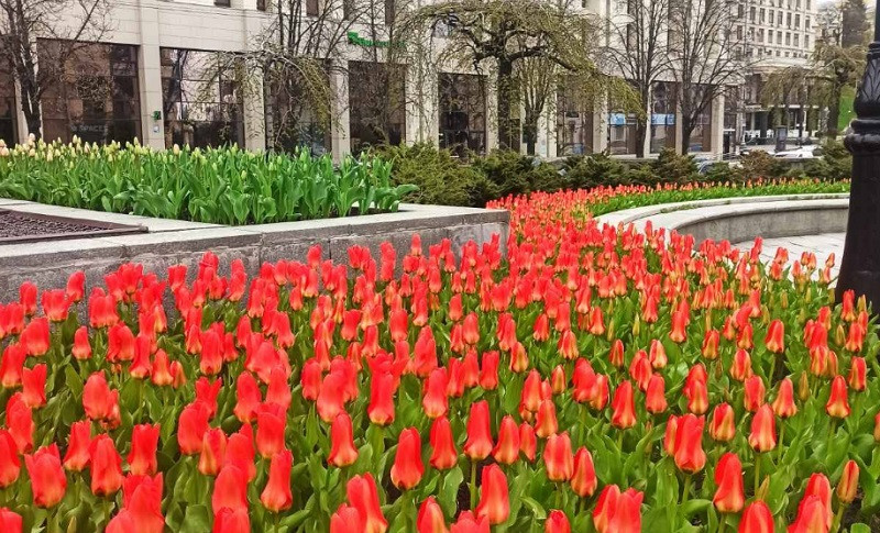 В Киеве на Майдане расцвели первые тюльпаны, посаженные в честь Героев Небесной сотни: фото